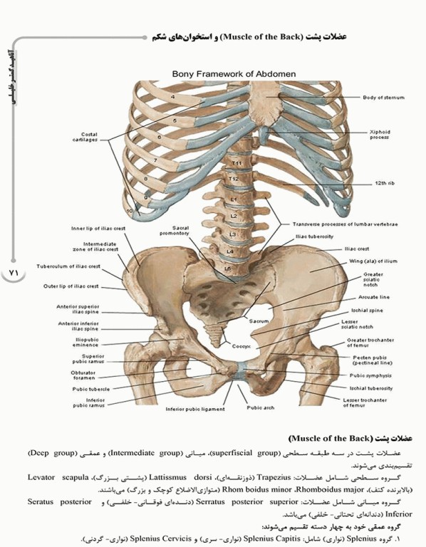 درسنامه AGK آناتومی ویژه ارشد آناتومی و آزمون کارشناسی به پزشکی، علوم پایه پزشکی و دندانپزشکی
