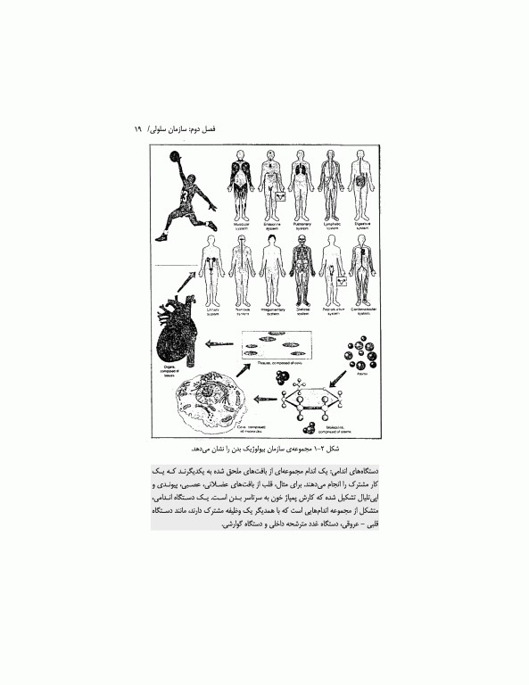 راهبردهای تغذیه‌ای در فعالیت‌های ورزشی و کنترل وزن