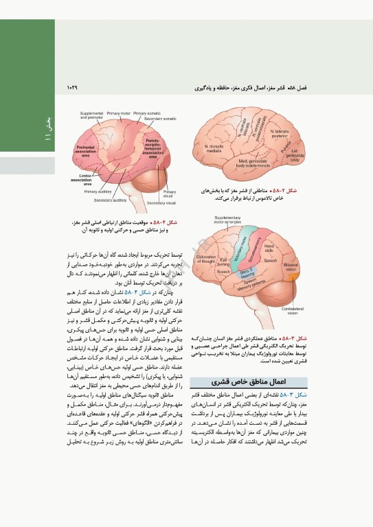 فیزیولوژی پزشکی گایتون و هال 2026 جلد دوم