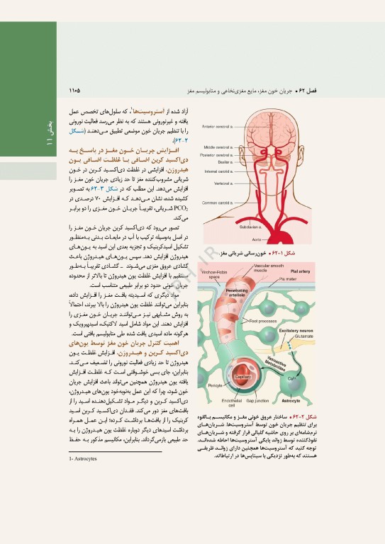 فیزیولوژی پزشکی گایتون و هال 2026 جلد دوم