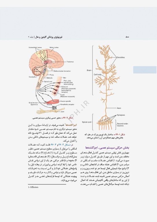 فیزیولوژی پزشکی گایتون و هال 2026 جلد دوم