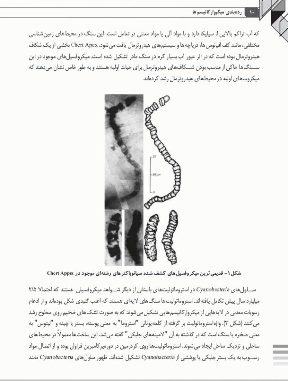 رده بندی میکروارگانیسم‌ها