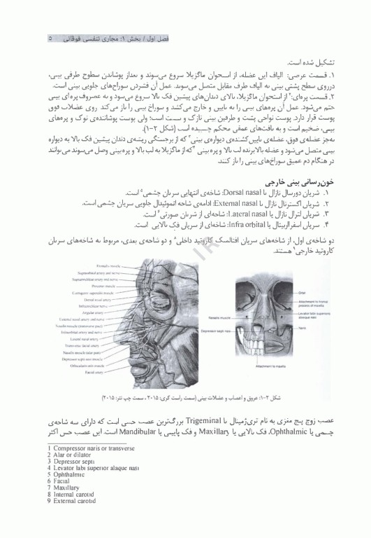 دستگاه تنفس