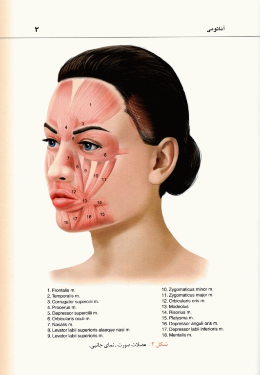 راهنمای کاربردی تزریق توکسین بوتولینوم دکتر رمزی