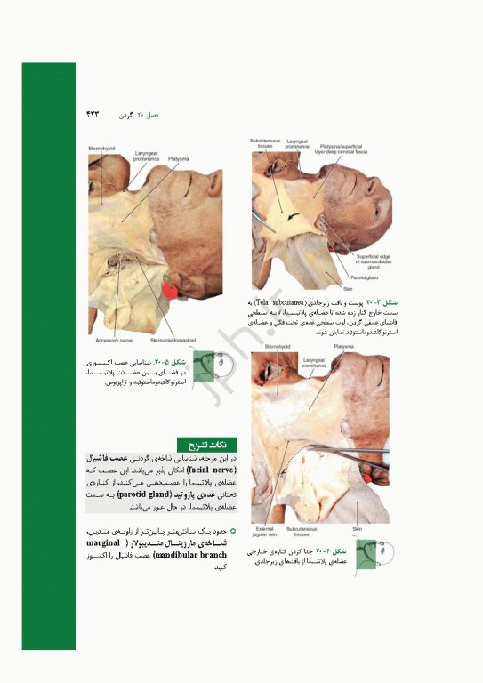 راهنمای مصور و بالینی تشریح بدن انسان گری 2025