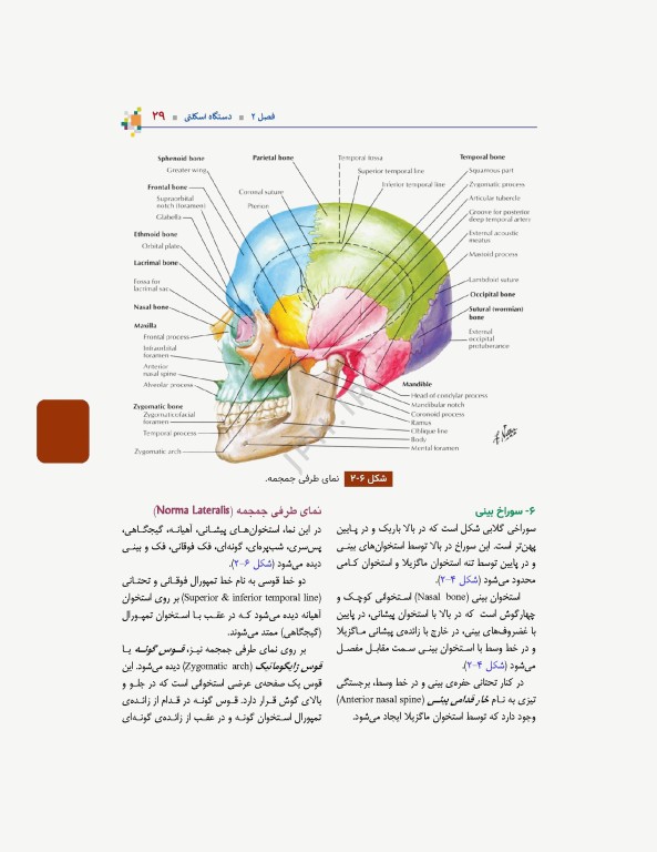 آناتومی عمومی یگانه