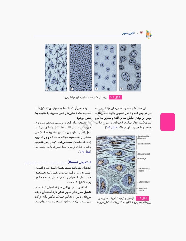 آناتومی عمومی یگانه