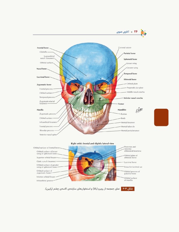 آناتومی عمومی یگانه