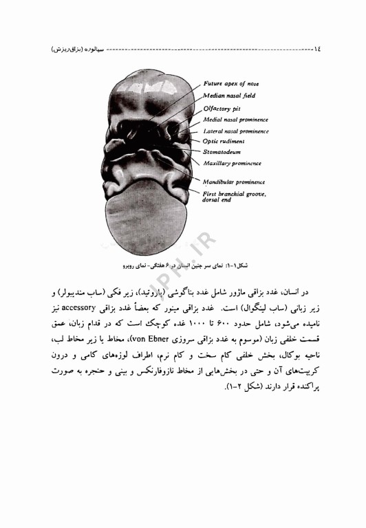 سیالوره (بزاق ریزش)