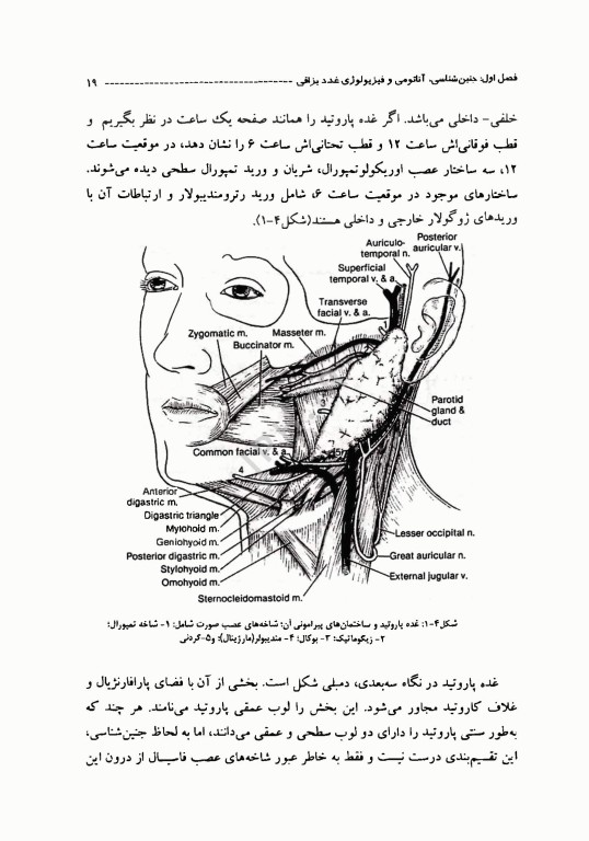 سیالوره (بزاق ریزش)