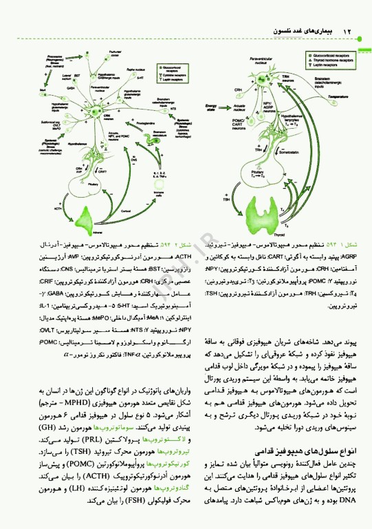 اصول طب کودکان نلسون 2025 بیماری‌های غدد