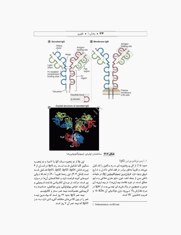 ایمونولوژی و ژنتیک برای پرستاران دکتر راستی