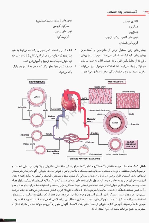 آسیب‌شناسی پایه اختصاصی رابینز 2023 ترجمه دکتر شکور