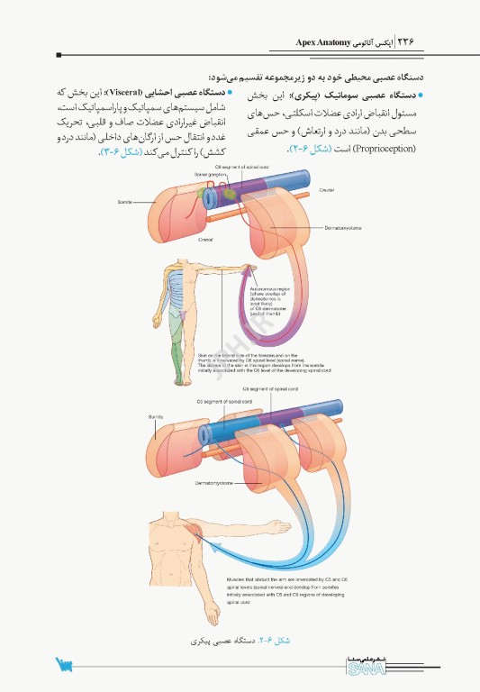 اپکس آناتومی Apex Anatomy