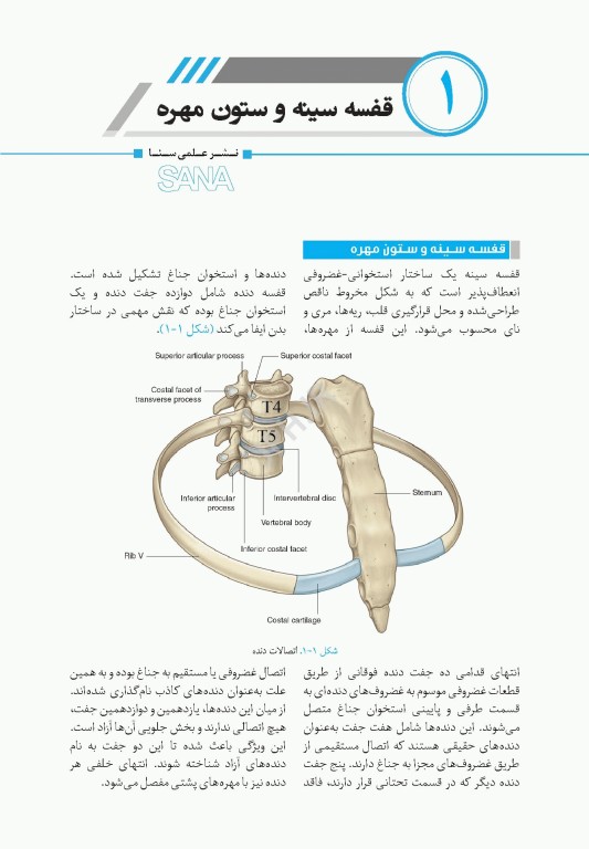 اپکس آناتومی Apex Anatomy