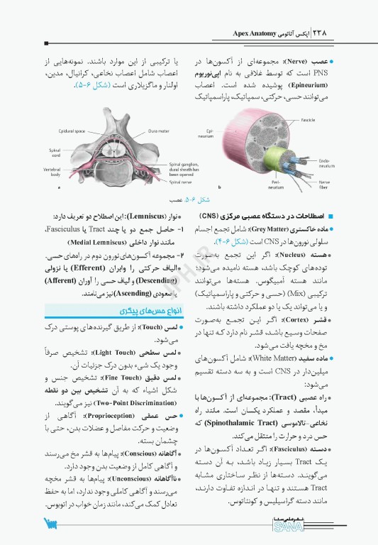 اپکس آناتومی Apex Anatomy