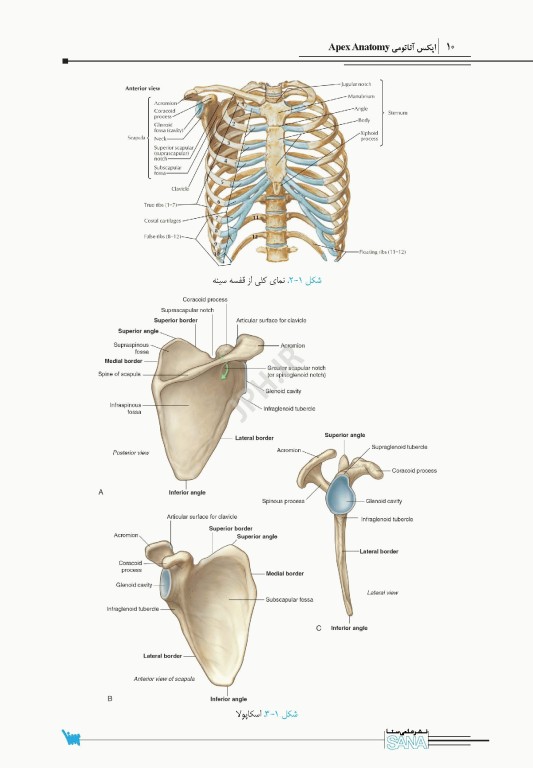 اپکس آناتومی Apex Anatomy