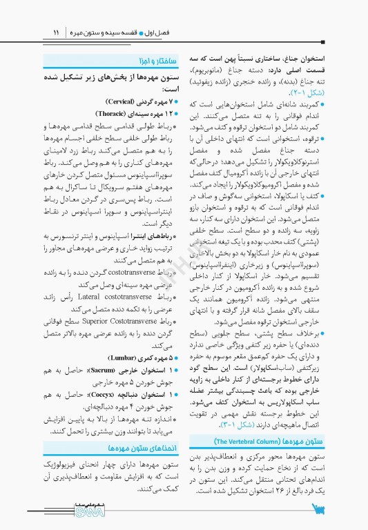 اپکس آناتومی Apex Anatomy