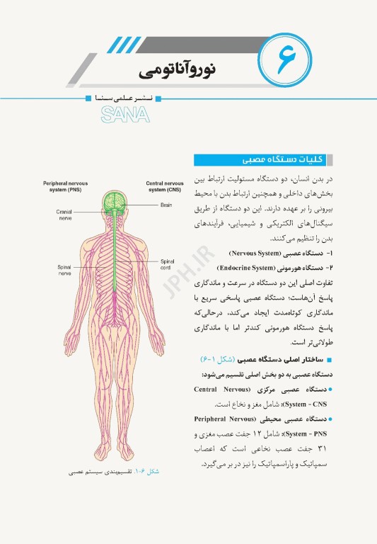 اپکس آناتومی Apex Anatomy