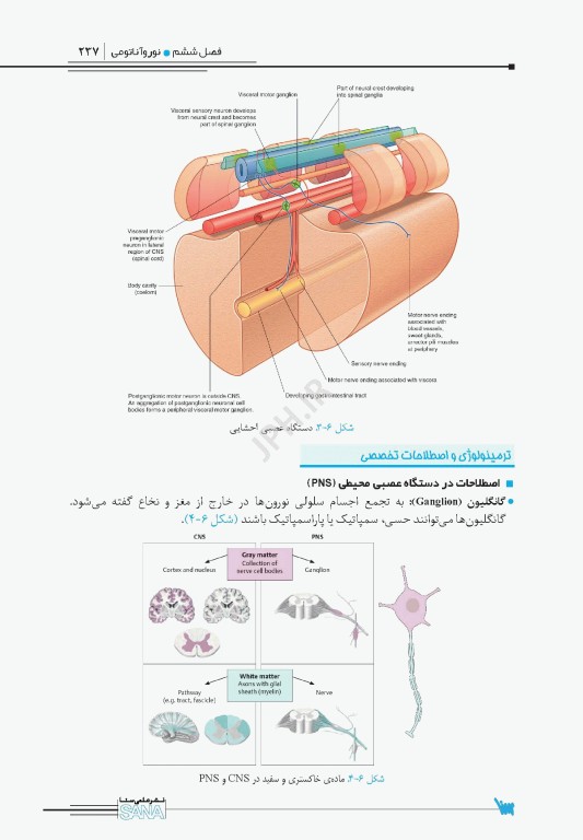 اپکس آناتومی Apex Anatomy