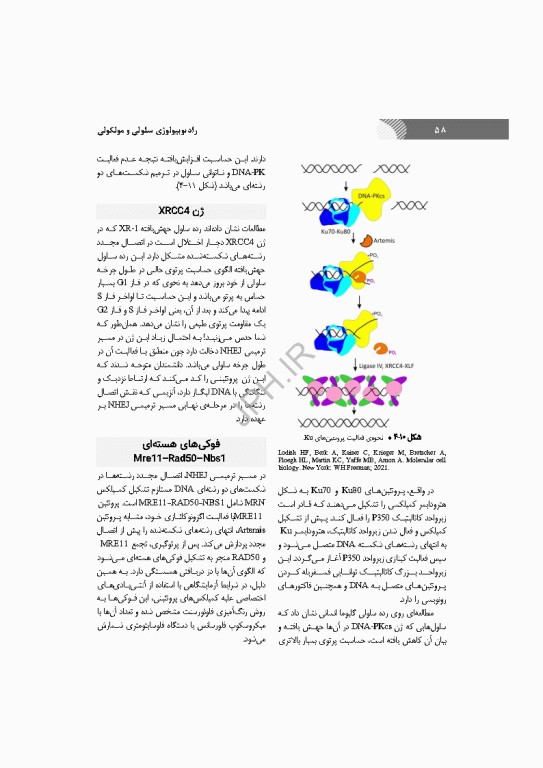 رادیوبیولوژی سلولی و مولکولی