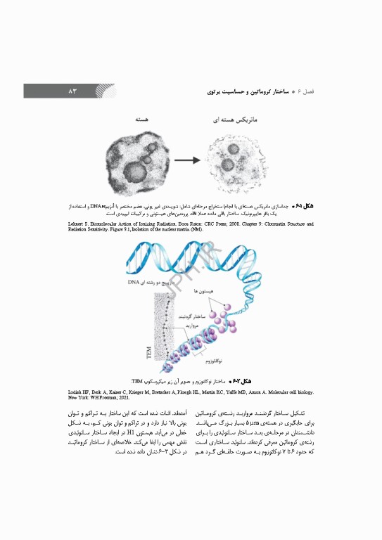 رادیوبیولوژی سلولی و مولکولی