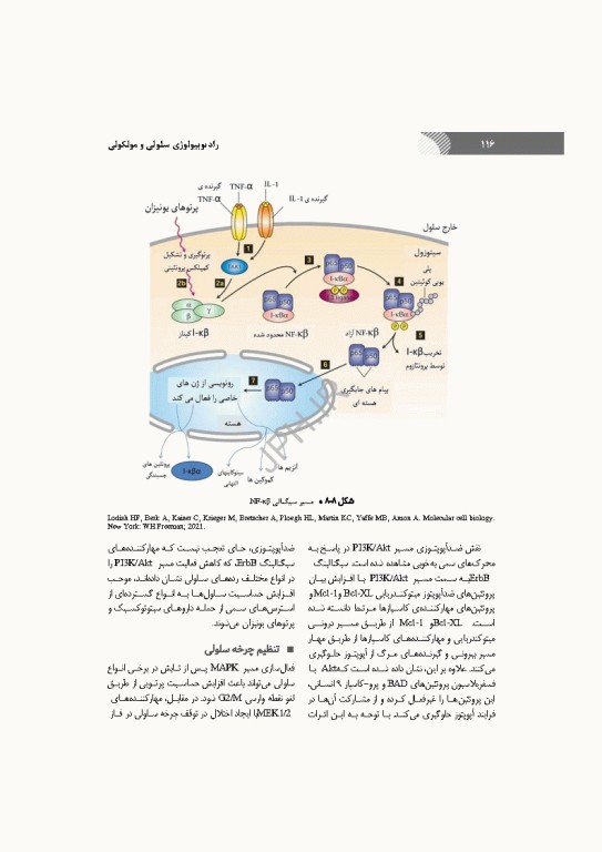 رادیوبیولوژی سلولی و مولکولی