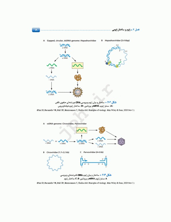 مباحث پایه مولکولی در ویروس‌شناسی اقتباس و تلخیص از اصول ویروس‌شناسی فلینت