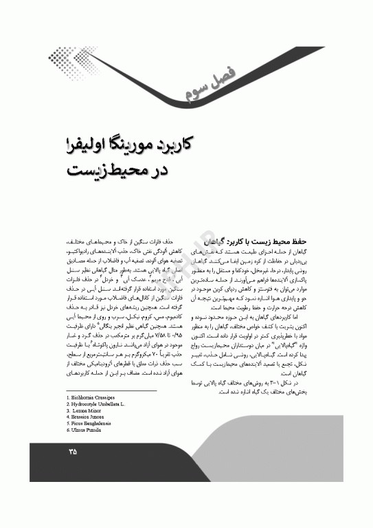 مورینگا اولیفرا رویکردی جامع در تغذیه و محیط زیست