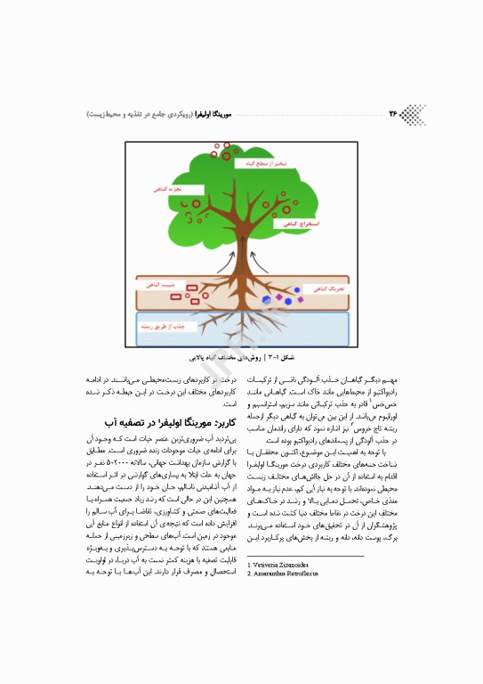 مورینگا اولیفرا رویکردی جامع در تغذیه و محیط زیست