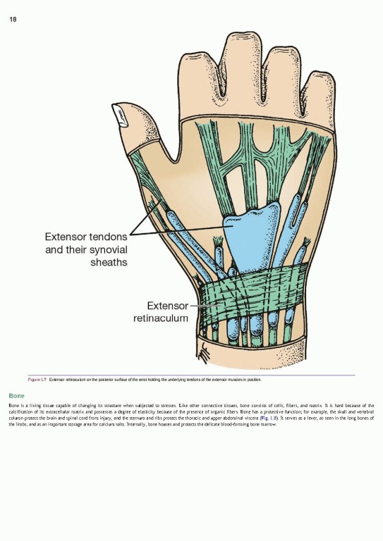 آناتومی بالینی اسنل ویراست یازدهم | 2025 Snell's Clinical Anatomy by Regions