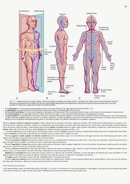 آناتومی بالینی اسنل ویراست یازدهم | 2025 Snell's Clinical Anatomy by Regions