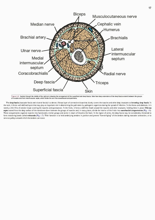 آناتومی بالینی اسنل ویراست یازدهم | 2025 Snell's Clinical Anatomy by Regions