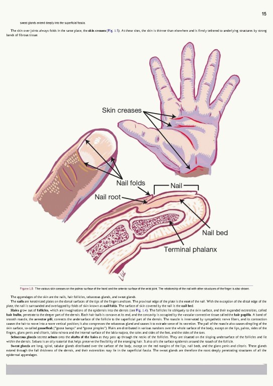 آناتومی بالینی اسنل ویراست یازدهم | 2025 Snell's Clinical Anatomy by Regions