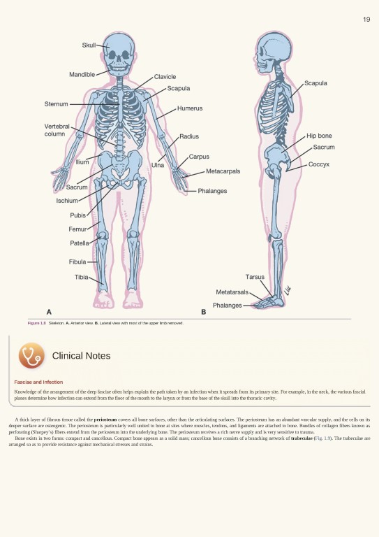آناتومی بالینی اسنل ویراست یازدهم | 2025 Snell's Clinical Anatomy by Regions