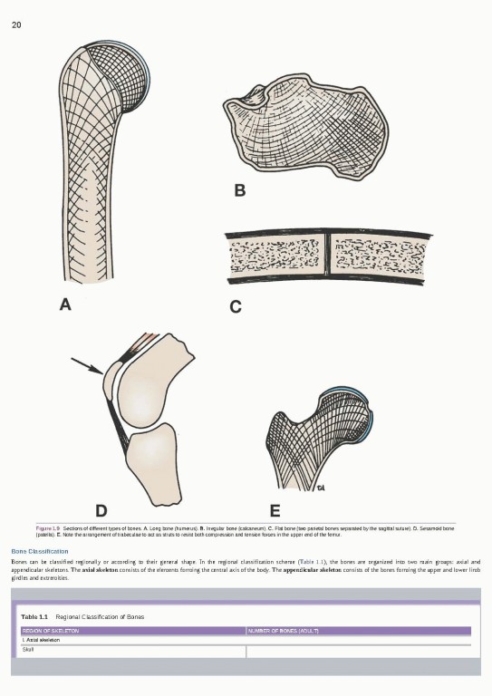 آناتومی بالینی اسنل ویراست یازدهم | 2025 Snell's Clinical Anatomy by Regions