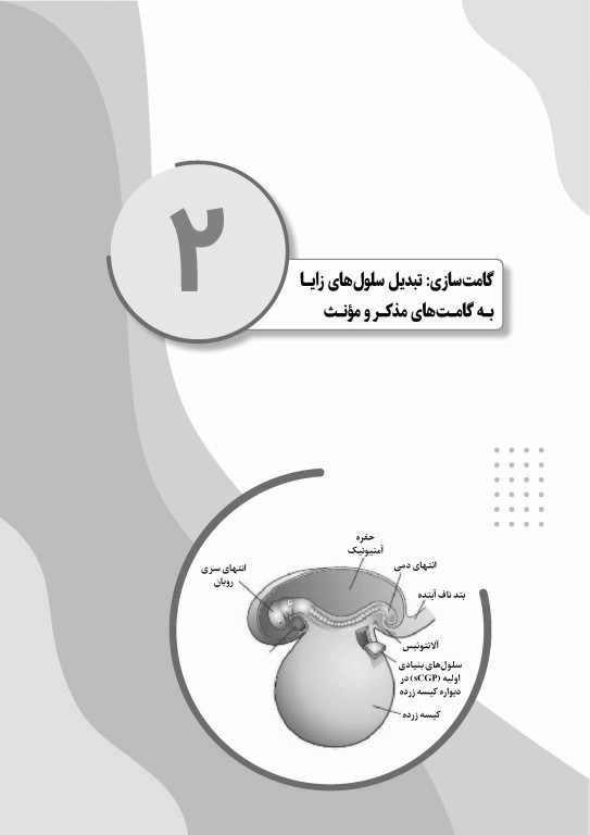 نمودارنامه جنین‌شناسی لانگمن 2024