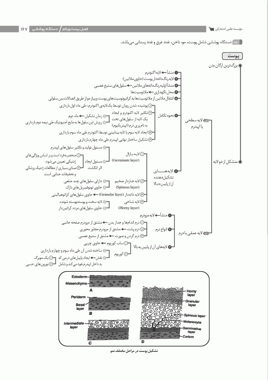 نمودارنامه جنین‌شناسی لانگمن 2024